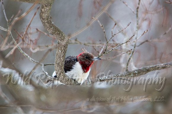 Redheaded woodpecker, immature