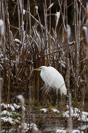 cold egret