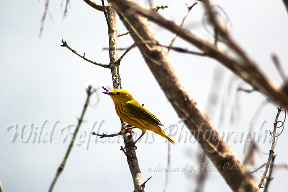 Yellow Warbler, male