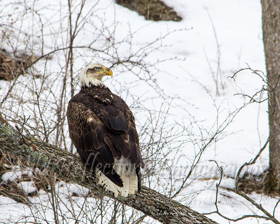 Bald Eagle, Immature