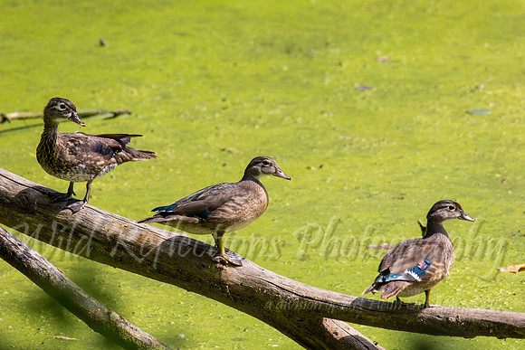 Immature wood ducks