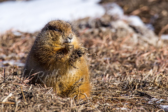 Praying Prairie Dog
