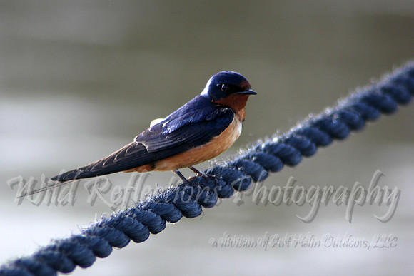 Barn swallow, male