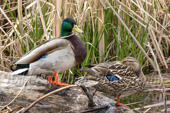 mallard pair keeping gaurd