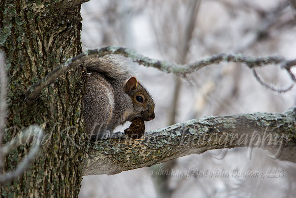 Squirrel eating nut