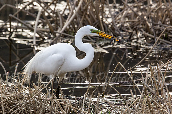great egret feeding