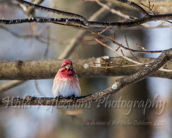 Purple Finch with deformed beak