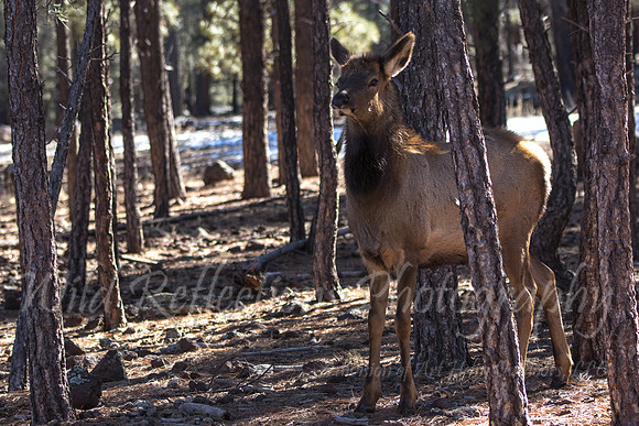 cow elk