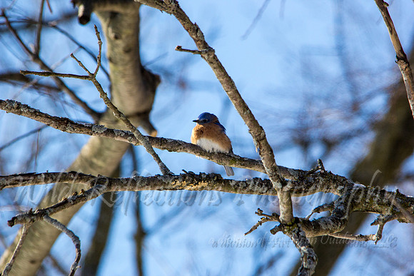 Eastern Bluebird, male perched on bare branch