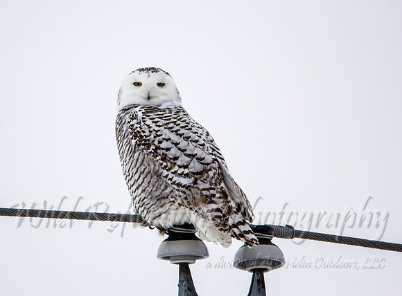 Snowy Owl, perched on power line