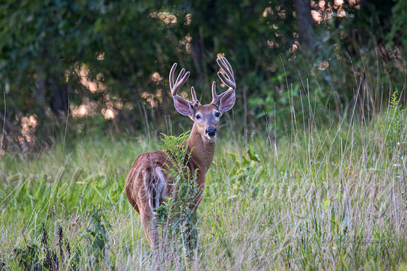 Velvet 8 point