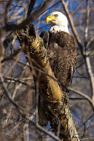 Hidden Eagle