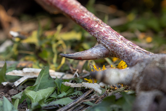 turkey spur