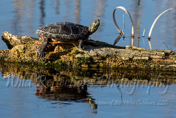 Painted Turtle crane necking
