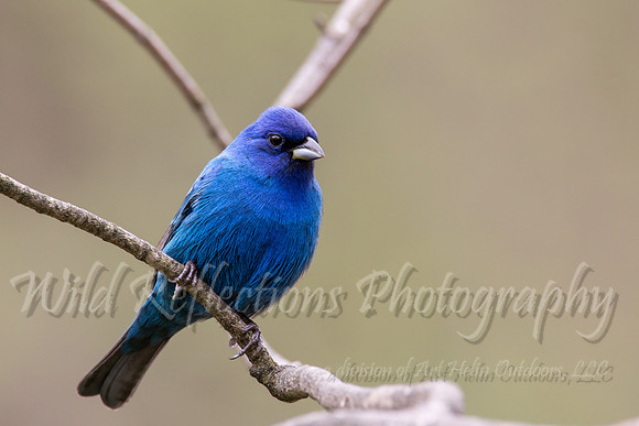 front view indigo bunting