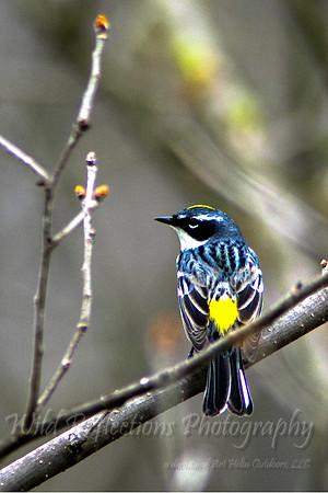 Yellow-rumped warbler, male