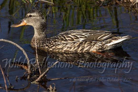 Female mallard swimming
