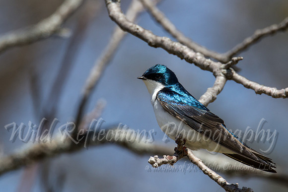 Tree swallow on branch