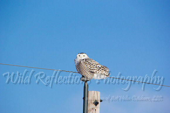 Snowy Owl, direct