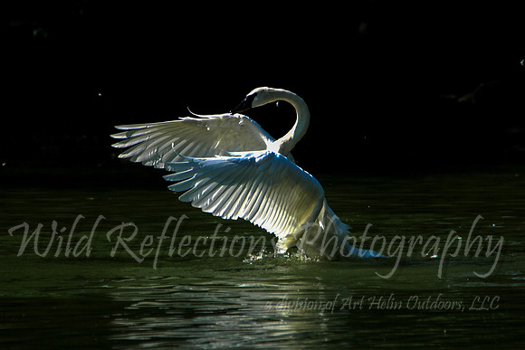 Swan, flapping