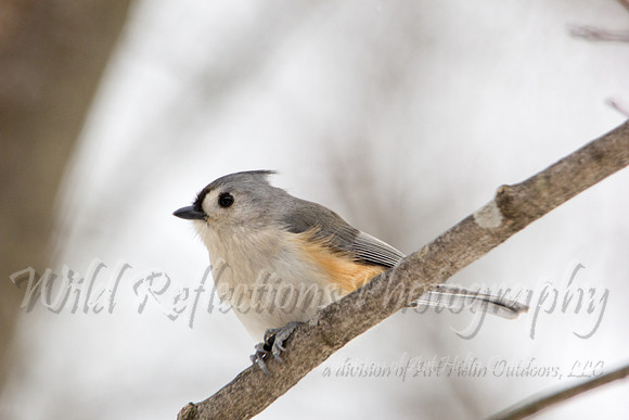 Tufted titmouse from below