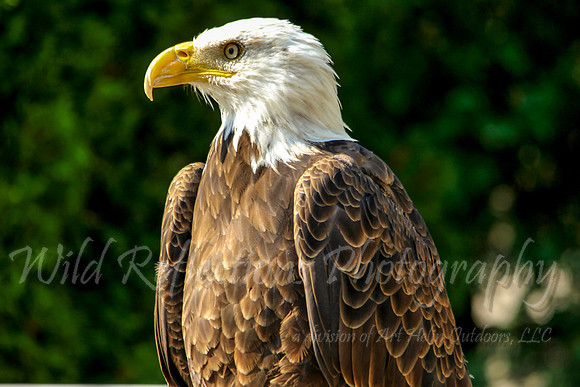 Proud Eagle 2