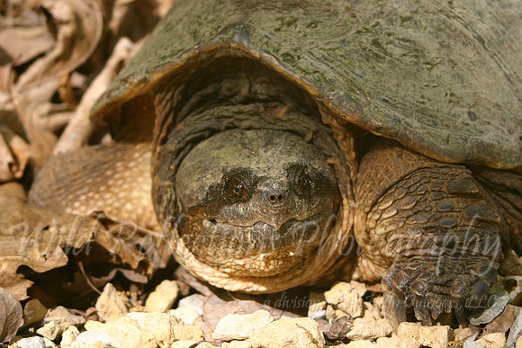 Snapping Turtle, close-up