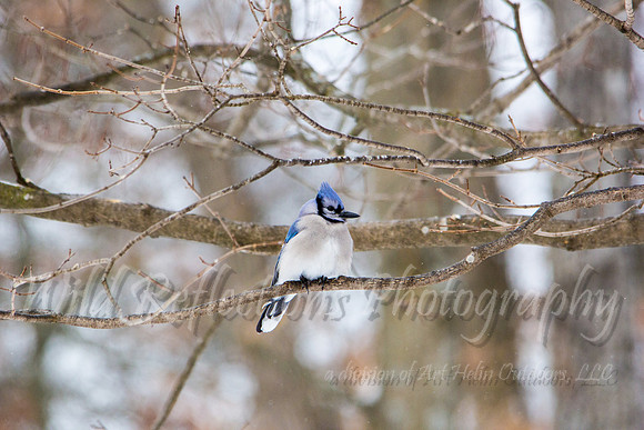 Blue Jay on bare branch
