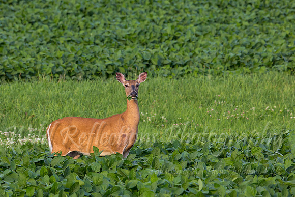 whitetail doe bean eater