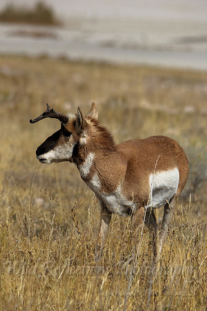 Antelope, buck with crooked horns, right turn