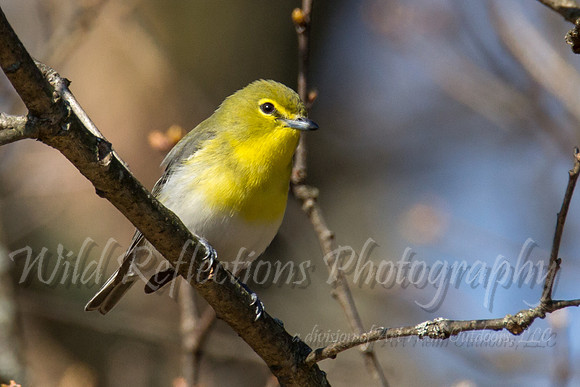 Yellow-Throated Vireo