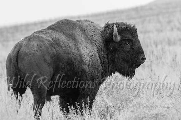 American Bison right turn bw