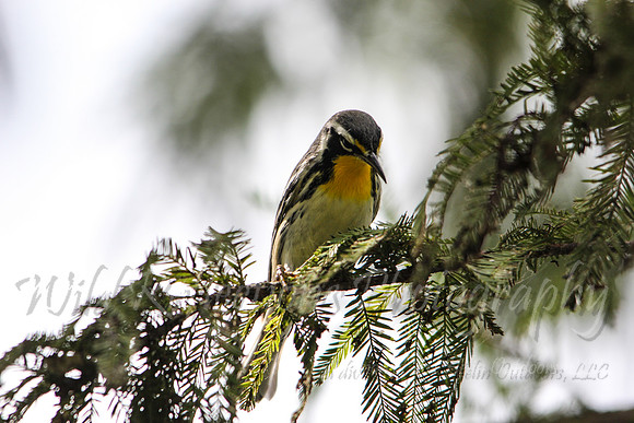 Yellow-throated Warbler, male