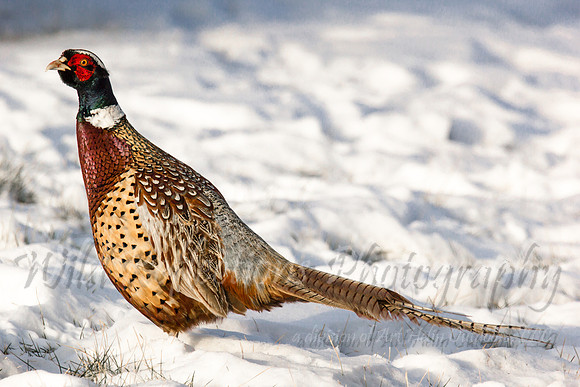 snowy rooster pheasant