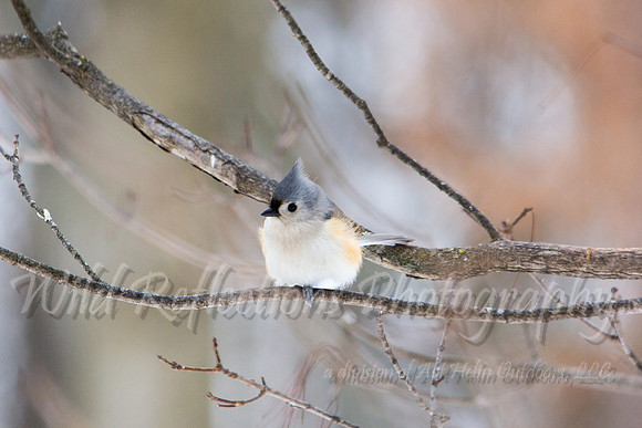 Cold Tufted Titmouse on winter branch