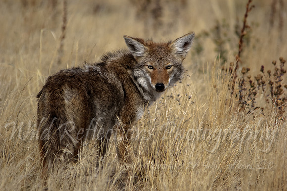 Coyote, right