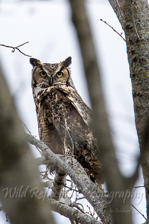 great horned owl