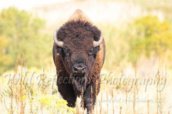 American Bison, light