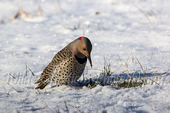 Praying Flicker