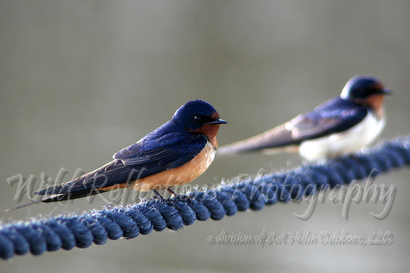 Barn Swallow pair
