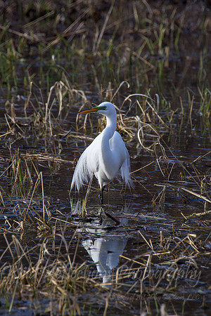 Egret display