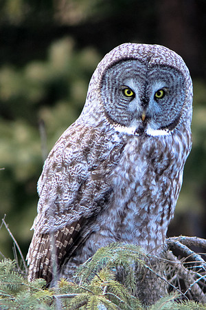 Great Grey Owl, portrait