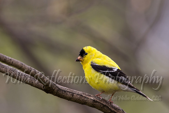 male american goldfinch,summer