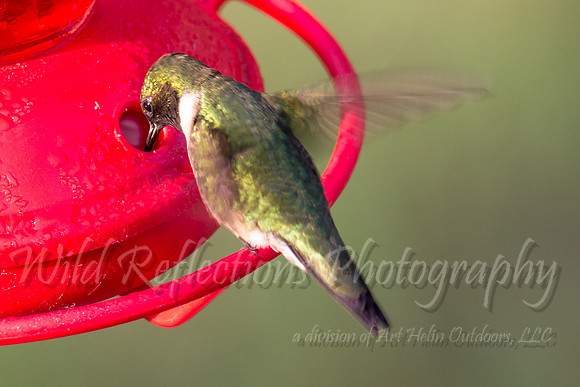 feeding hummingbird