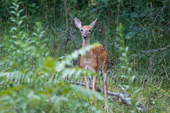whitetail fawn