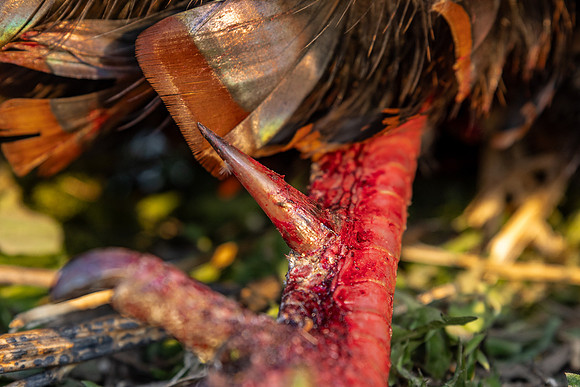 turkey spur