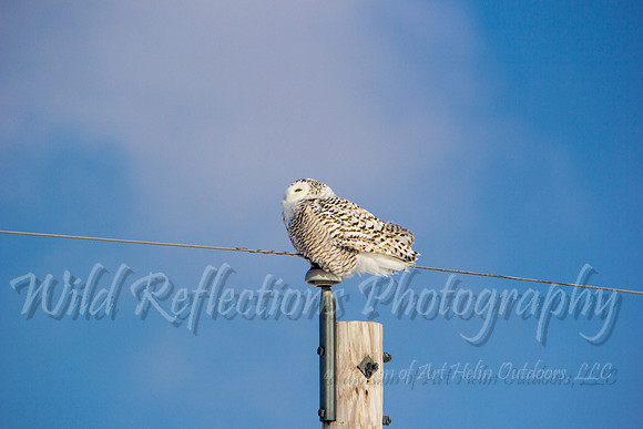 Snowy Owl facing sun