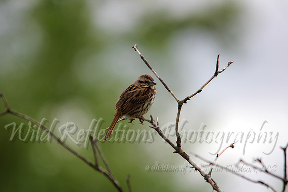 sparrow on dead branch